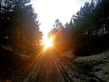 Sun shining through trees in forest