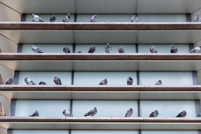 Low angle view of birds perching