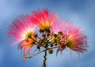 Low angle view of flowering plant against sky