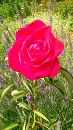 Close-up of pink rose blooming outdoors