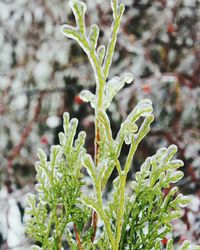 Close-up of fresh green plant