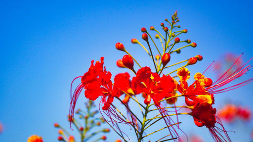 Low angle view of yellow flowering plant against clear blue sky