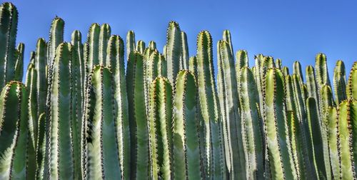 Low angle view of succulent plant against clear blue sky