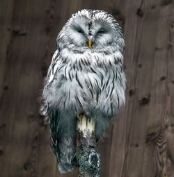 Close-up portrait of owl perching on wood