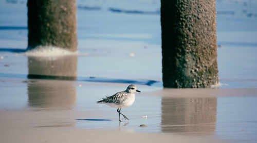 Seagull perching on pier