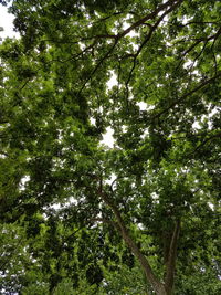 Low angle view of trees in forest