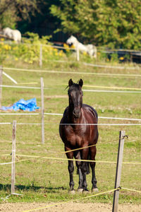 Horse on field