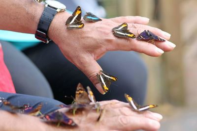 Close-up of hand holding butterfly