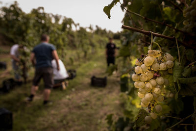 Plant growing on tree trunk
