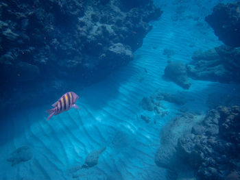 Fish swimming in sea