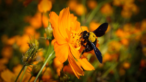 Close-up of butterfly pollinating on yellow flower