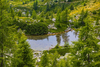 Scenic view of lake in forest