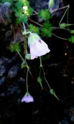 Close-up of pink flowers