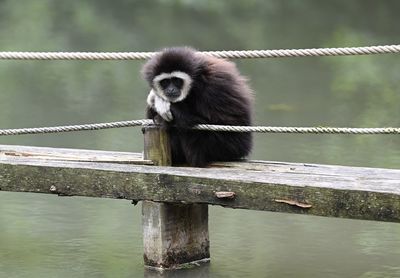 Monkey sitting on wooden railing