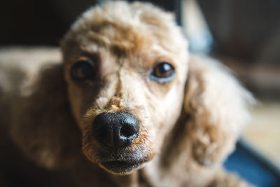 Close-up portrait of dog