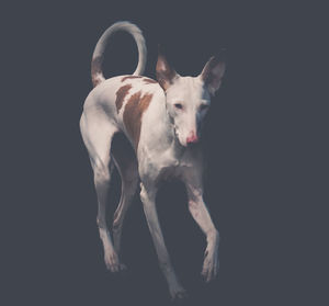 Ibizan hound running on street