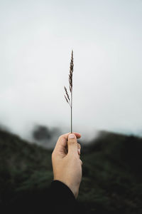 Hand holding plant against sky