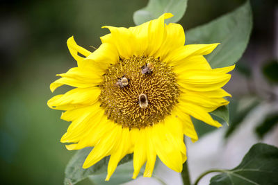 Close-up of honey bee on sunflower