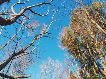 Low angle view of tree against clear sky