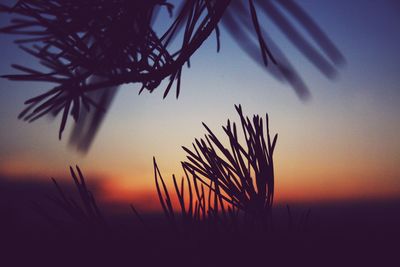 Silhouette plants against sky during sunset