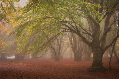 Trees in forest during foggy weather