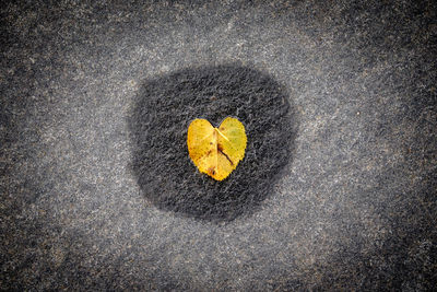 High angle view of heart shape on leaf