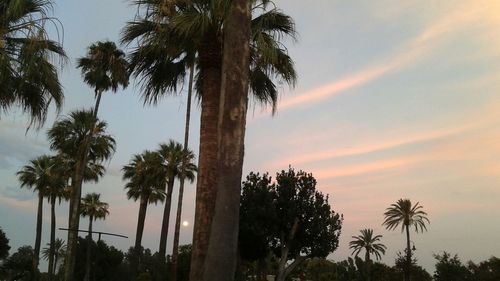 Low angle view of palm trees against sky