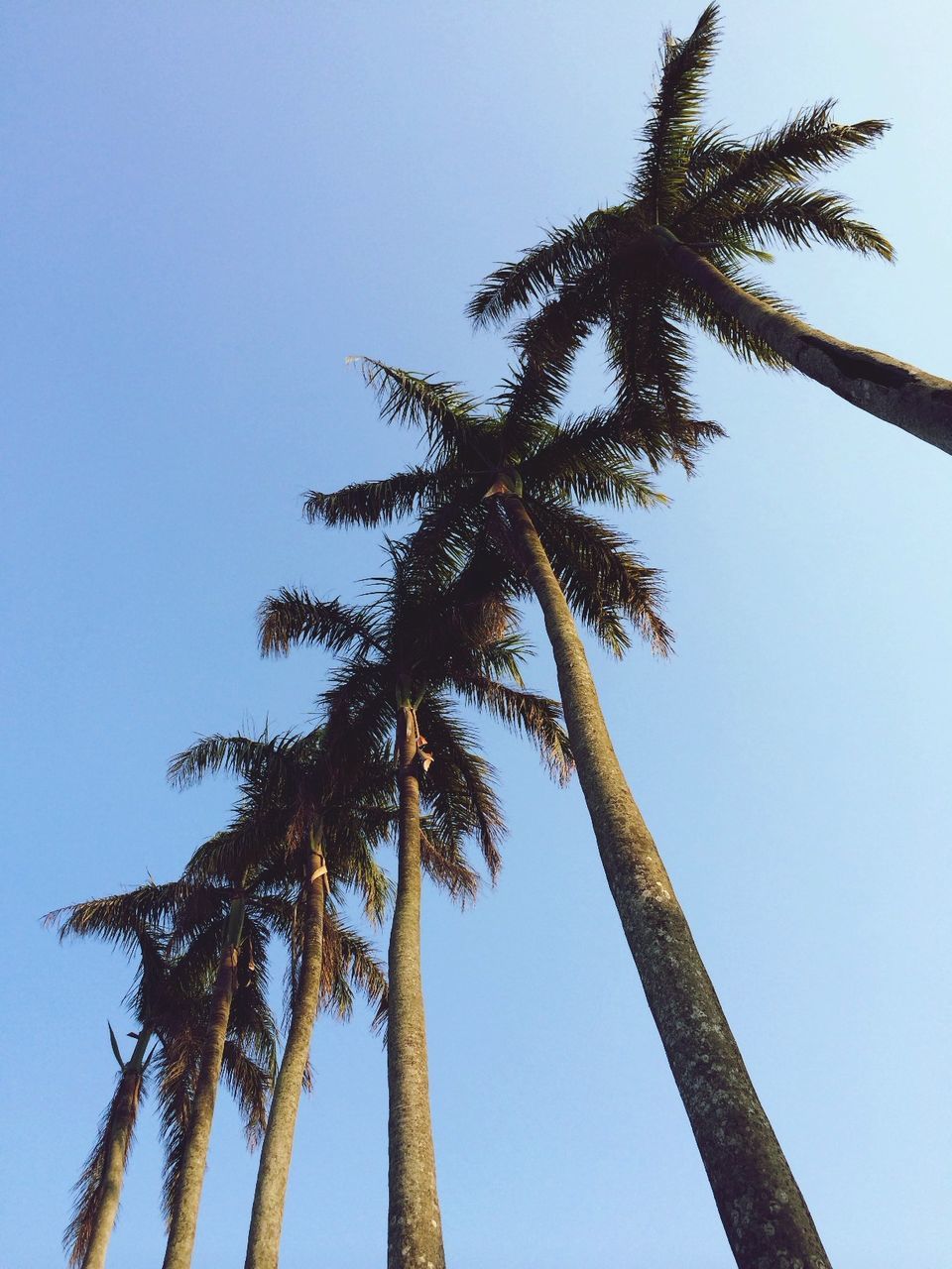 clear sky, low angle view, tree, branch, growth, blue, nature, leaf, copy space, day, tree trunk, tranquility, palm tree, no people, outdoors, beauty in nature, sky, sunlight, green color, close-up