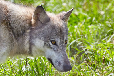 Close-up of a dog