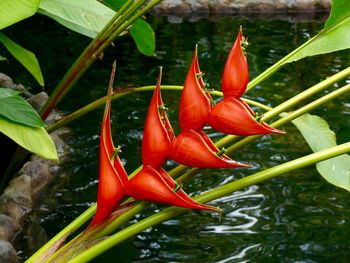 Close-up of red water lily