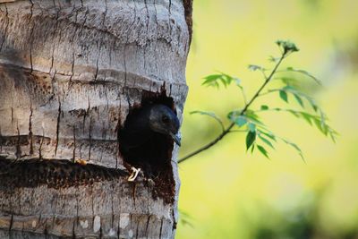 Close-up of a bird on tree trunk