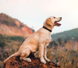 Dog looking away