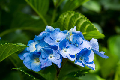 Close-up of blue hydrangea flower