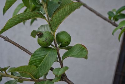 leaf