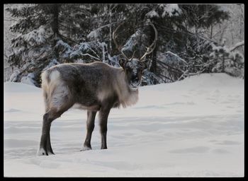 Horse in winter