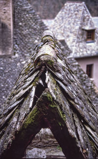 Low angle view of old tree trunk