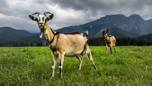 Horses standing on field against sky