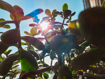 Low angle view of flowering tree against sky on sunny day