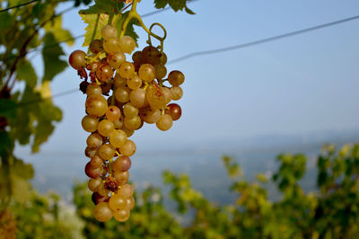 Close-up of berries growing on tree against sky