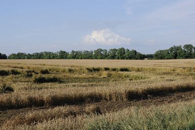 Scenic view of field against sky