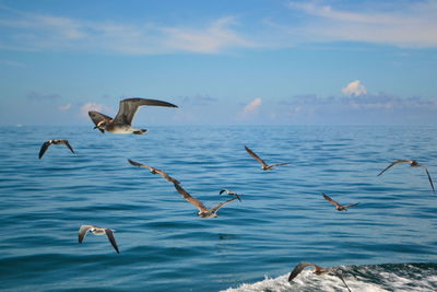 Birds flying over water against sky