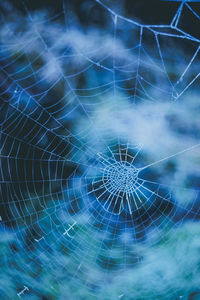 Close-up of spider web