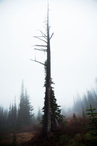 Tree in forest against sky