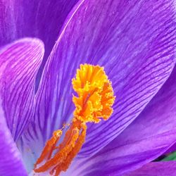 Close-up of purple crocus flower