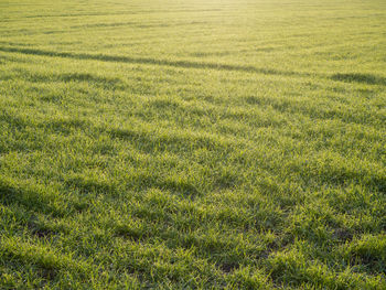 Full frame shot of grassy field