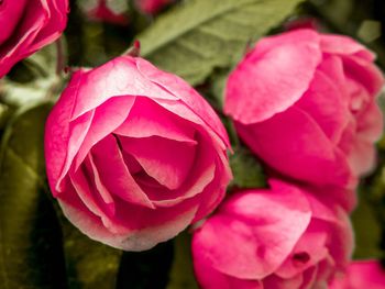 Close-up of pink rose