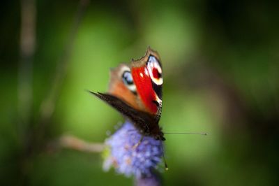 Close-up of butterfly pollinating on flower