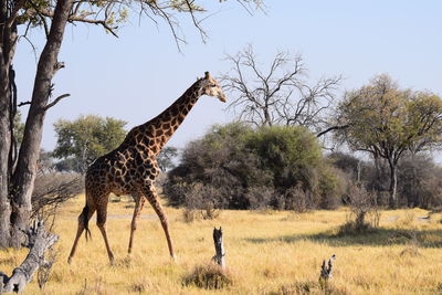 Giraffe standing on field against sky