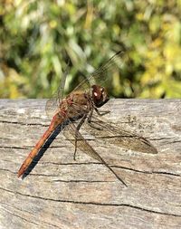 Close-up of dragonfly on wood