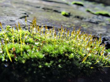 Close-up of plants